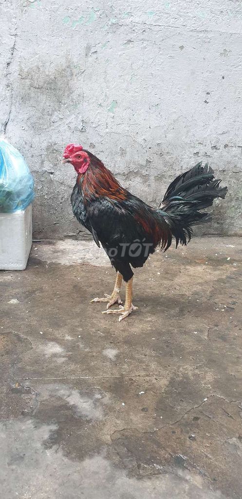 Gà Que Cuban trống 1.8kg. Mua bán Gà tại Quận 10 Tp Hồ Chí Minh được đăng bởi đôla  hình 1