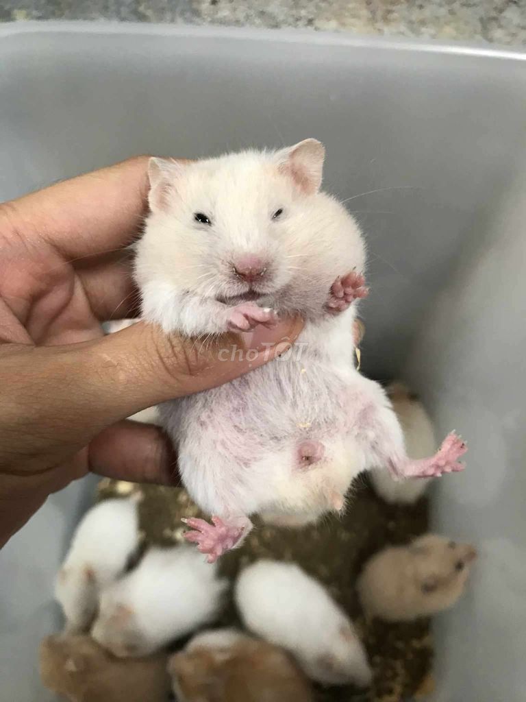 Hamster Bear Baby Trắng. Mua bán Thú cưng khác tại Quận Bình Tân Tp Hồ Chí Minh được đăng bởi Ở trọ bày đặt bán chụtt hình 1