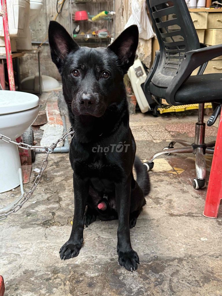 Chó Đực 1.5 tuổi. Mua bán Chó tại Quận Tây Hồ Hà Nội được đăng bởi Mr Trần hình 1
