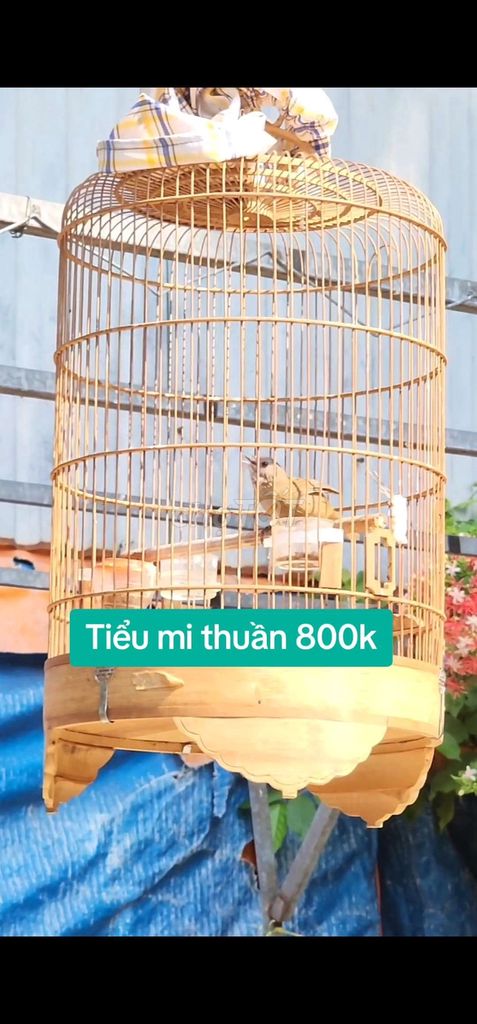 Bán chim tiểu mi thuần hót