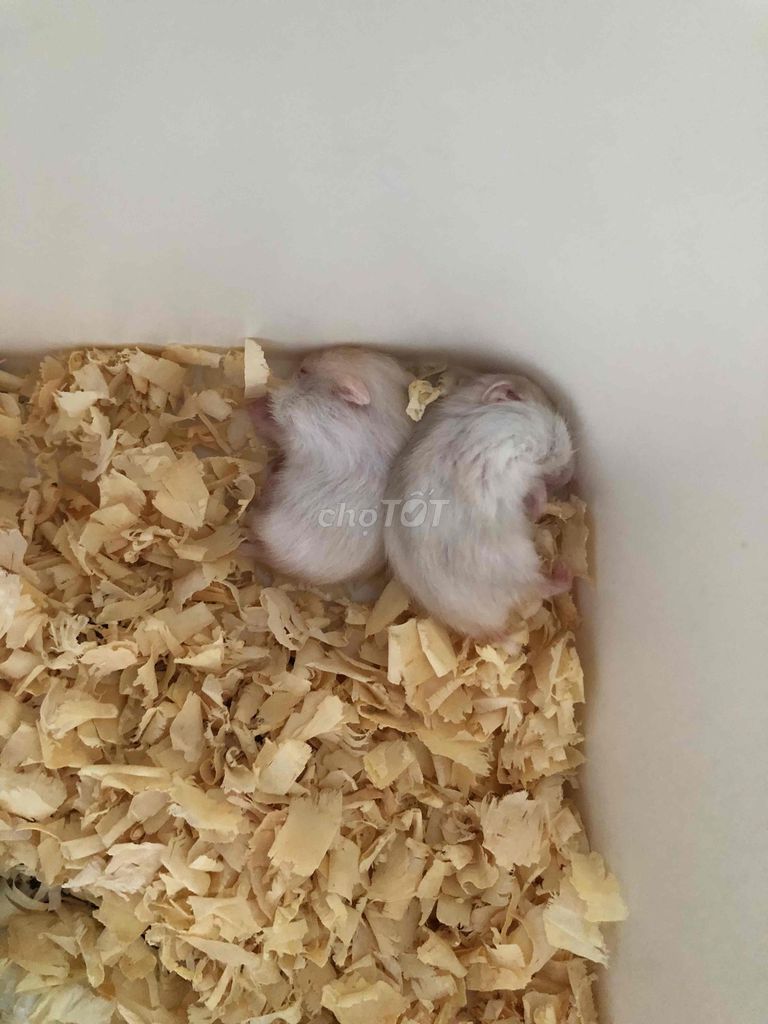 Hamster Winter White 1 tháng. Mua bán Thú cưng khác tại Quận Cái Răng Cần Thơ được đăng bởi Hammie Heamster hình 1