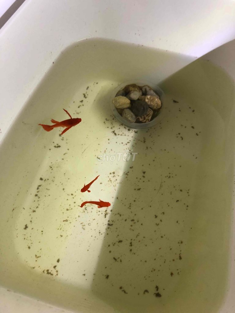 cá 7 màu koi red ear rb tay bơi to