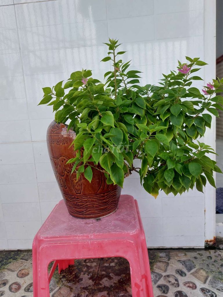 Thanh lý 2 cây hoa giấy bonsai