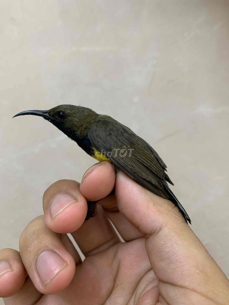 hút mật bụng vàng trống. Mua bán Chim tại Quận Tân Bình Tp Hồ Chí Minh được đăng bởi Minh Khôi hình 1