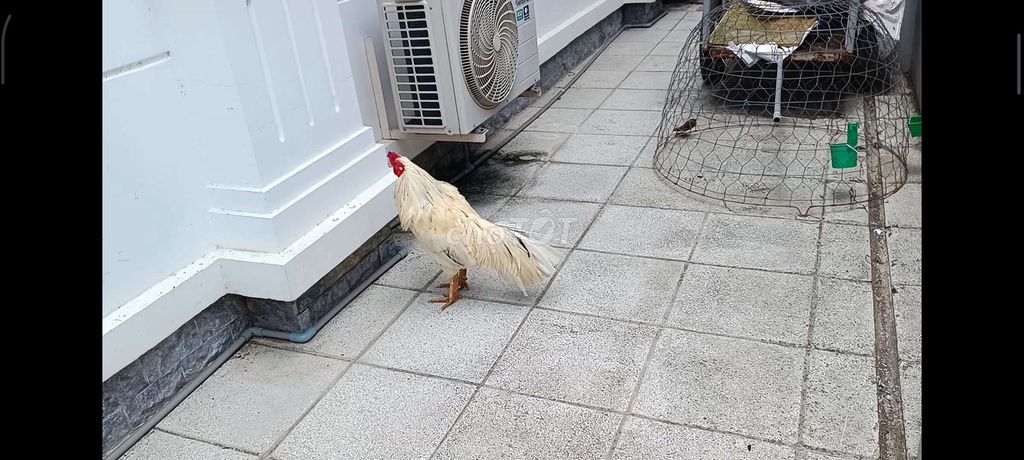 Gà trống nọc cán vuông. Mua bán Gà tại Thành phố Bến Tre Bến Tre được đăng bởi Buôn bán bến tre hình 1