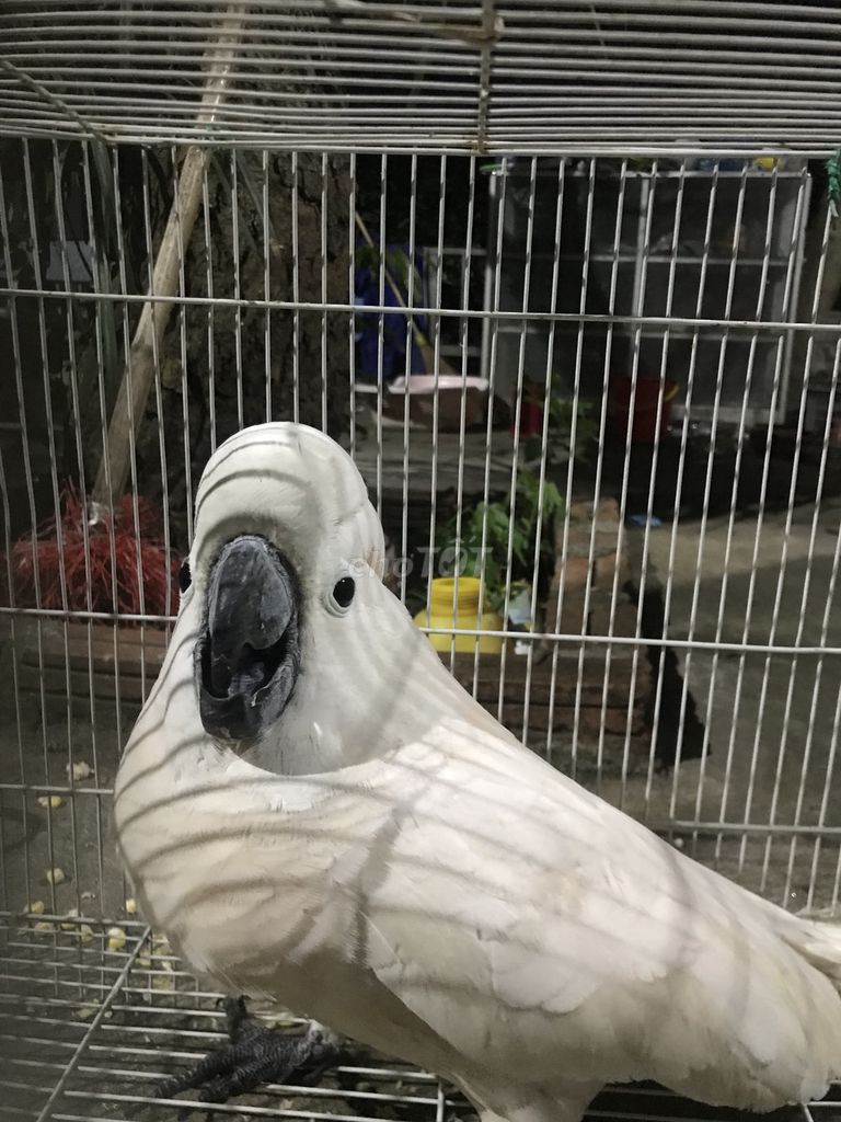 Vẹt trắng cockatoo