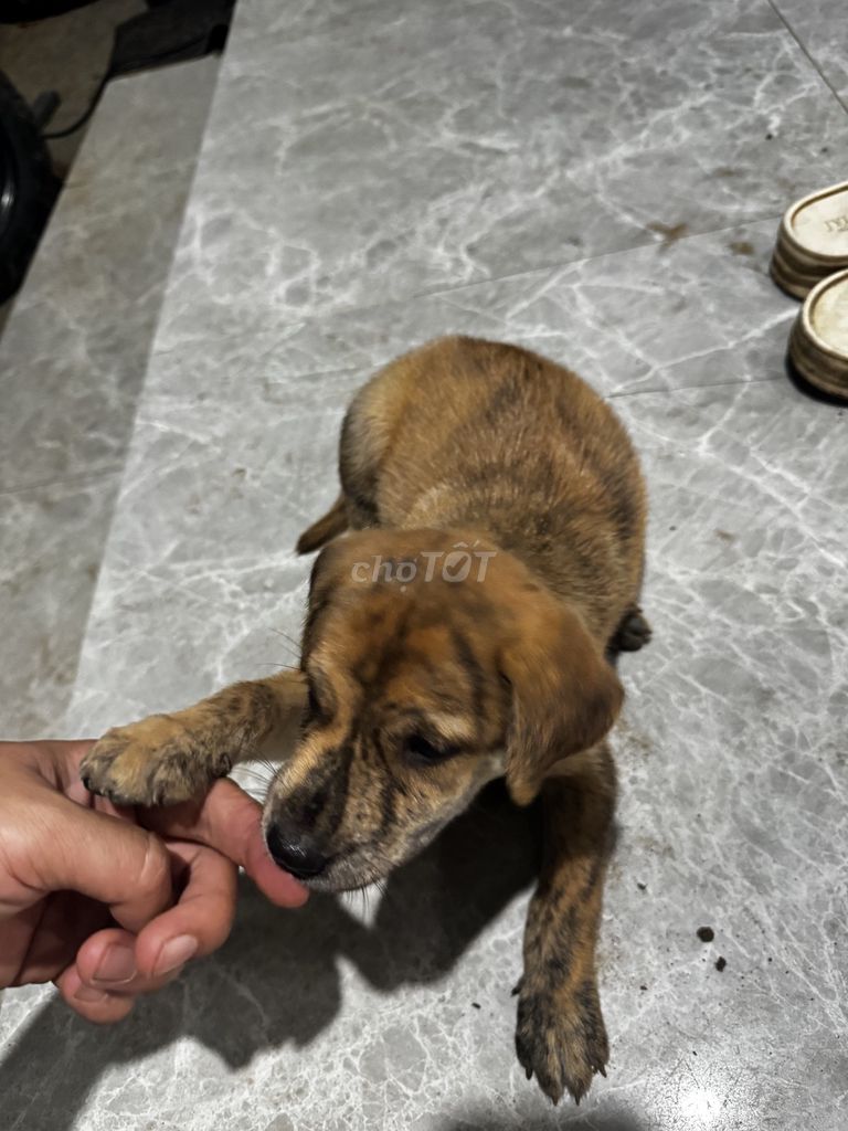 Chó Lab lai chó cỏ cái Nâu vện, Đen. Mua bán Chó tại Huyện Duy Xuyên Quảng Nam được đăng bởi Thanh Hải hình 1