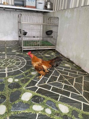 Tre Bắc Tít size nhỏ 480 gam tìm chủ mới. Mua bán Gà tại Huyện Vũ Thư Thái Bình được đăng bởi Trung AK