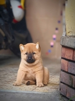 Mông Cộc Sài Gòn