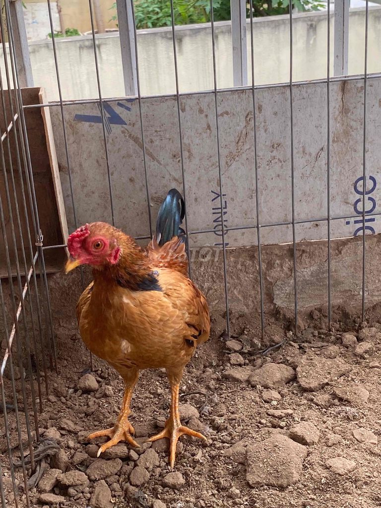 Gà tre Vàng Đực. Mua bán Gà tại Quận Tây Hồ Hà Nội được đăng bởi Nguyen manh lâm hình 1