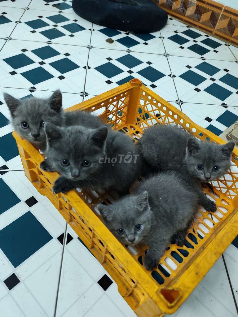 Mèo Anh xanh xám 2 tháng tuổi. Mua bán Mèo tại Quận Hai Bà Trưng Hà Nội được đăng bởi me chip hình 1