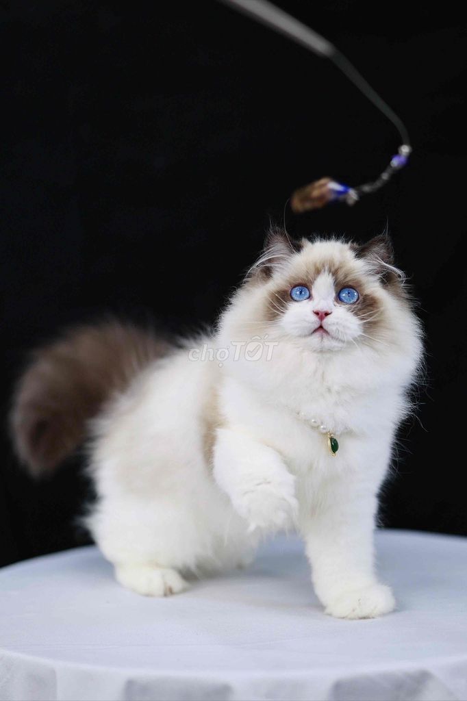 Mèo Ragdoll giá chỉ từ 6tr. Mua bán Mèo tại Quận Tân Bình Tp Hồ Chí Minh được đăng bởi Meow Meow Cattery hình 1