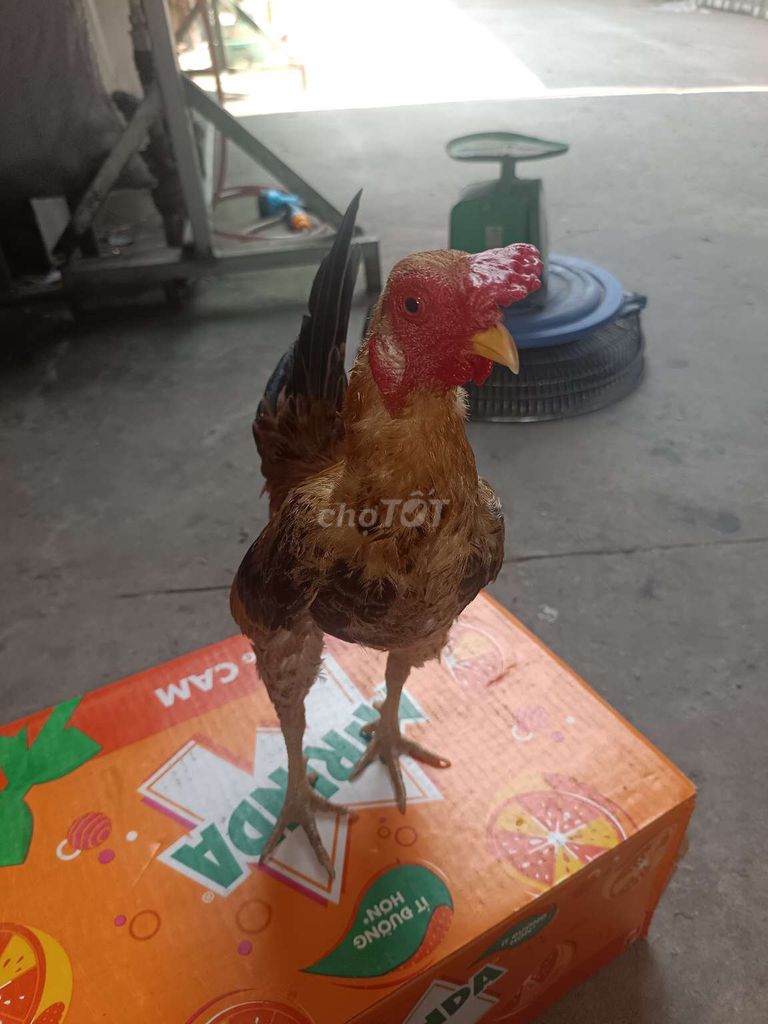 Gà tre nhỏ đực. Mua bán Gà tại Huyện Cờ Đỏ Cần Thơ được đăng bởi LH hình 1