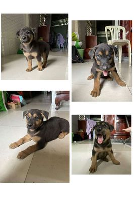Chó nhà Doberman lai Béc-giê Đen vàng đã tiêm ngừa