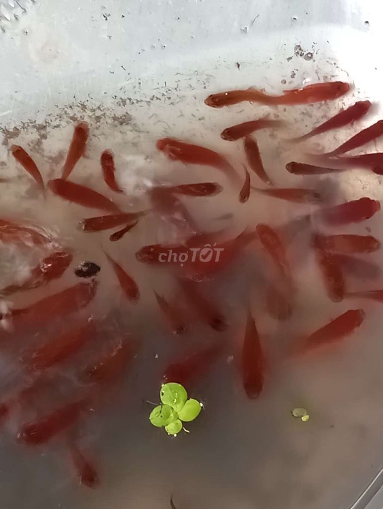 Cá cảnh Cá đầu lân Đỏ. Mua bán Thú cưng khác tại Huyện Hóc Môn Tp Hồ Chí Minh được đăng bởi a điệp  hình 1