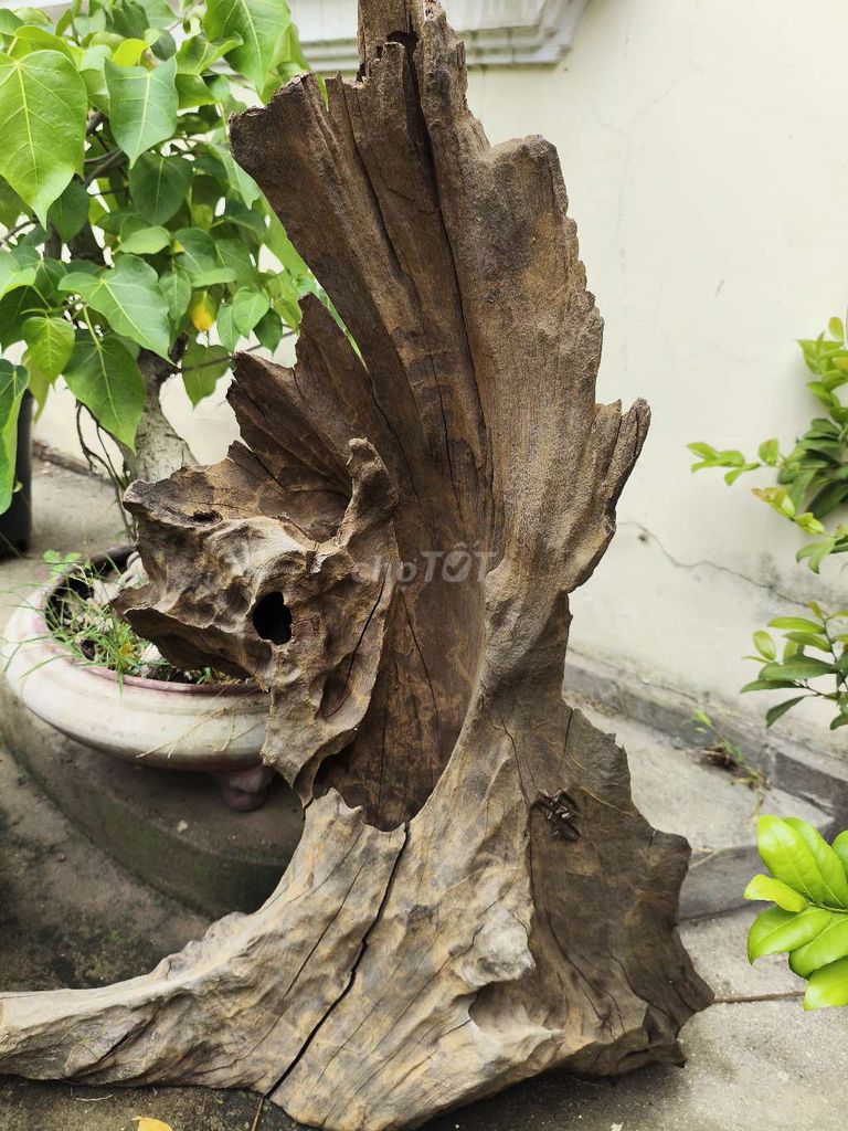 Lũa nguyên khối Gỗ Nâu trang trí bể cá decor. Mua bán Đồ sưu tầm, đồ cổ tại Thành phố Thủ Đức Tp Hồ Chí Minh được đăng bởi Mây  hình 1