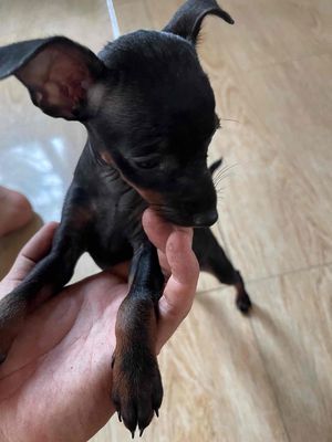 Chó Phốc Hươu Đen Khỏe mạnh