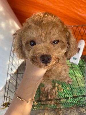 Dịch vụ phối giống Poodle Teacup. Mua bán Phụ kiện, Thức ăn, Dịch vụ tại Quận 12 Tp Hồ Chí Minh được đăng bởi Xuân Nghi