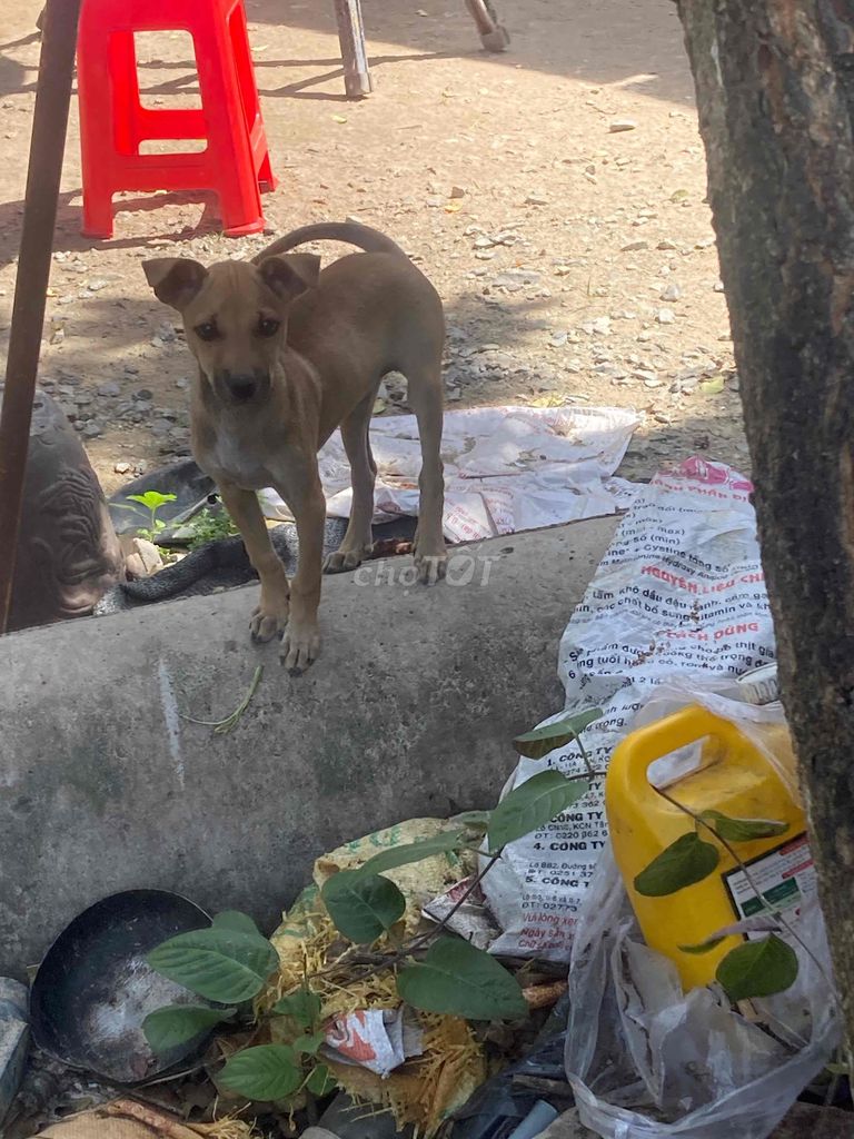 chó nhà đẻ ai nuoi lo gọi e ạ