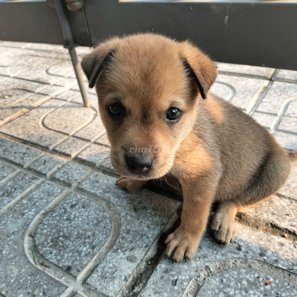 Chó con Đực màu nâu, màu trắng. Mua bán Chó tại Thị xã Tân Uyên Bình Dương được đăng bởi Ngô Phương Thảo hình 1