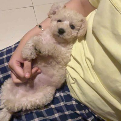 Chó Poodle kem 2 tháng đã tiêm