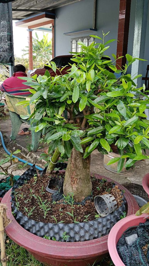 Mai R Ninh Thuận hoành 50cm. Mua bán Cây cảnh, đồ trang trí tại Huyện Cần Giuộc Long An được đăng bởi Nguyễn Hoài Đông hình 1