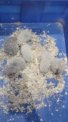 nhím cảnh trà vinh. Mua bán Thú cưng khác tại Thành phố Trà Vinh Trà Vinh được đăng bởi bi pets