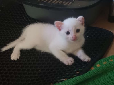 Mèo lai ALD đực 7 tuần tuổi đã tẩy giun trắng