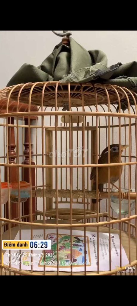 Chim mỏ cước nâu. Mua bán Chim tại Huyện Quốc Oai Hà Nội được đăng bởi Linh hình 1