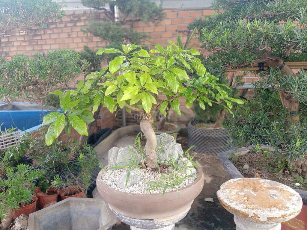 Cây lộc vừng bonsai phối đá trầm tích xanh