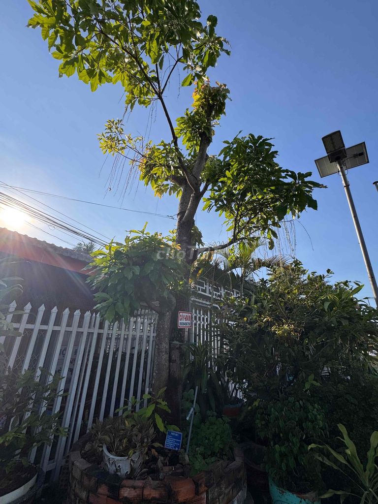 Cây cảnh Lộc vừng Sống khỏe. Mua bán Cây cảnh, đồ trang trí tại Huyện Cao Lãnh Đồng Tháp được đăng bởi Cây Cảnh Đồng Tháp hình 1