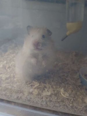 hamster poly tạng to cái 5 tháng kèm chuồng nhựa