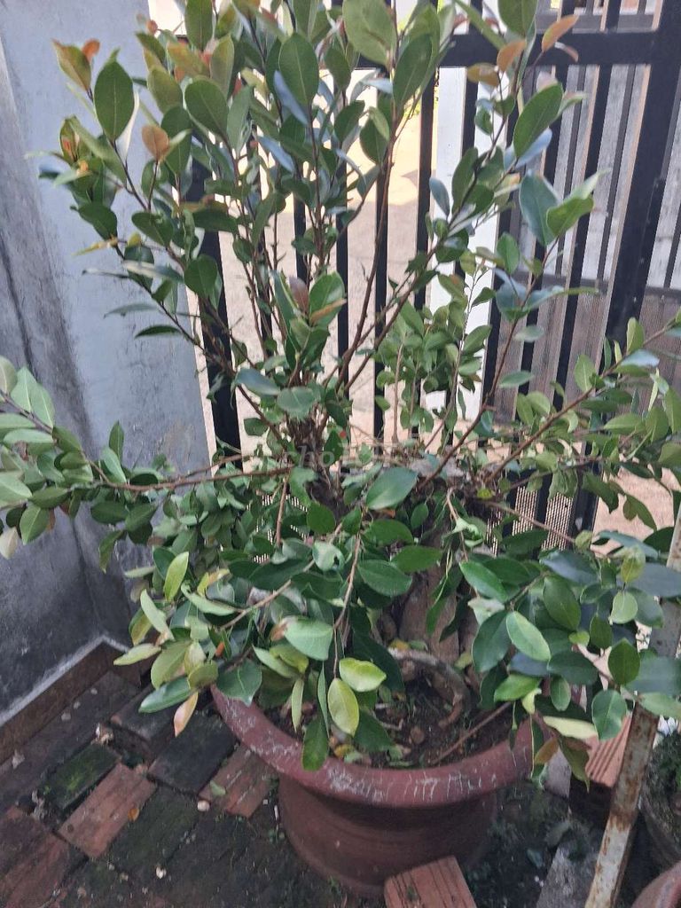 Cây si trang trí. Mua bán Cây cảnh, đồ trang trí tại Thành phố Pleiku Gia Lai được đăng bởi Chu Tước hình 1