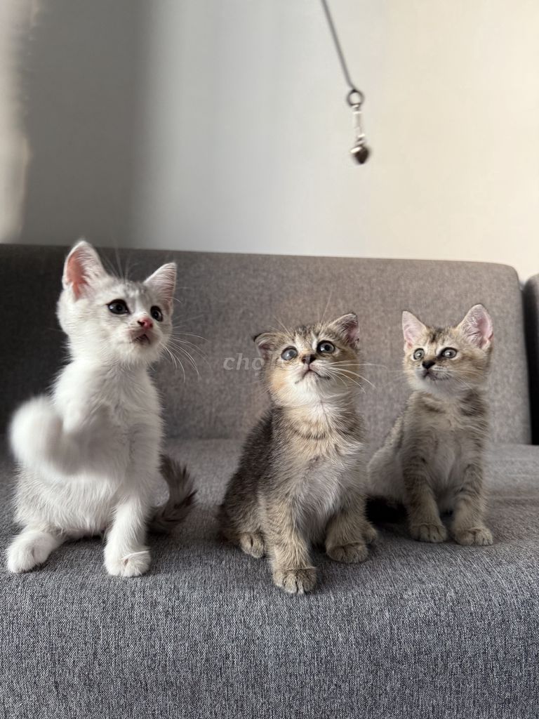 Tìm nhà cho mấy bé mèo nhà trồng 🫶