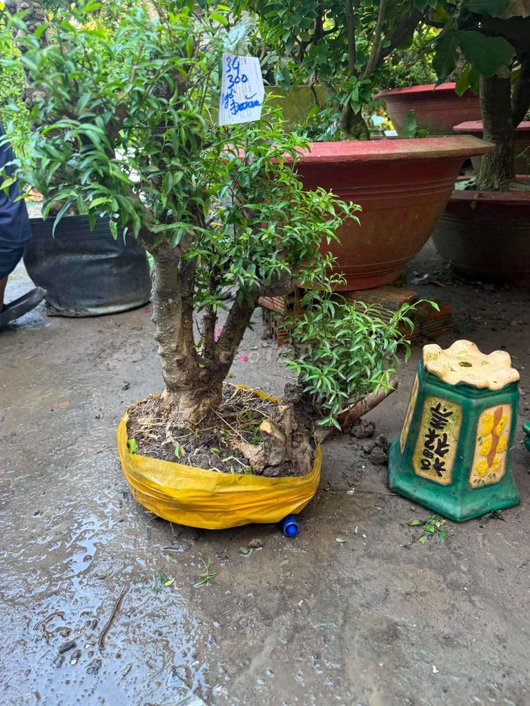 Mai chiếu thủy Già nu lùn lực 2 khóm thân. Mua bán Cây cảnh, đồ trang trí tại Huyện Hoài Đức Hà Nội được đăng bởi Hùng hình 1