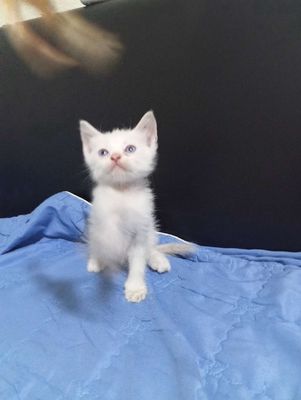Mèo anh. Mua bán Mèo tại Thành phố Thủ Đức Tp Hồ Chí Minh được đăng bởi Quỳnh Anh