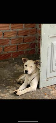 Chó lai lab. Mua bán Chó tại Quận Tân Bình Tp Hồ Chí Minh được đăng bởi Hưng Phạm