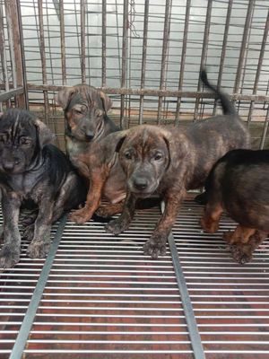 Chó phú quốc vện (chó Hòn). Mua bán Chó tại Huyện Chợ Mới An Giang được đăng bởi A Tư