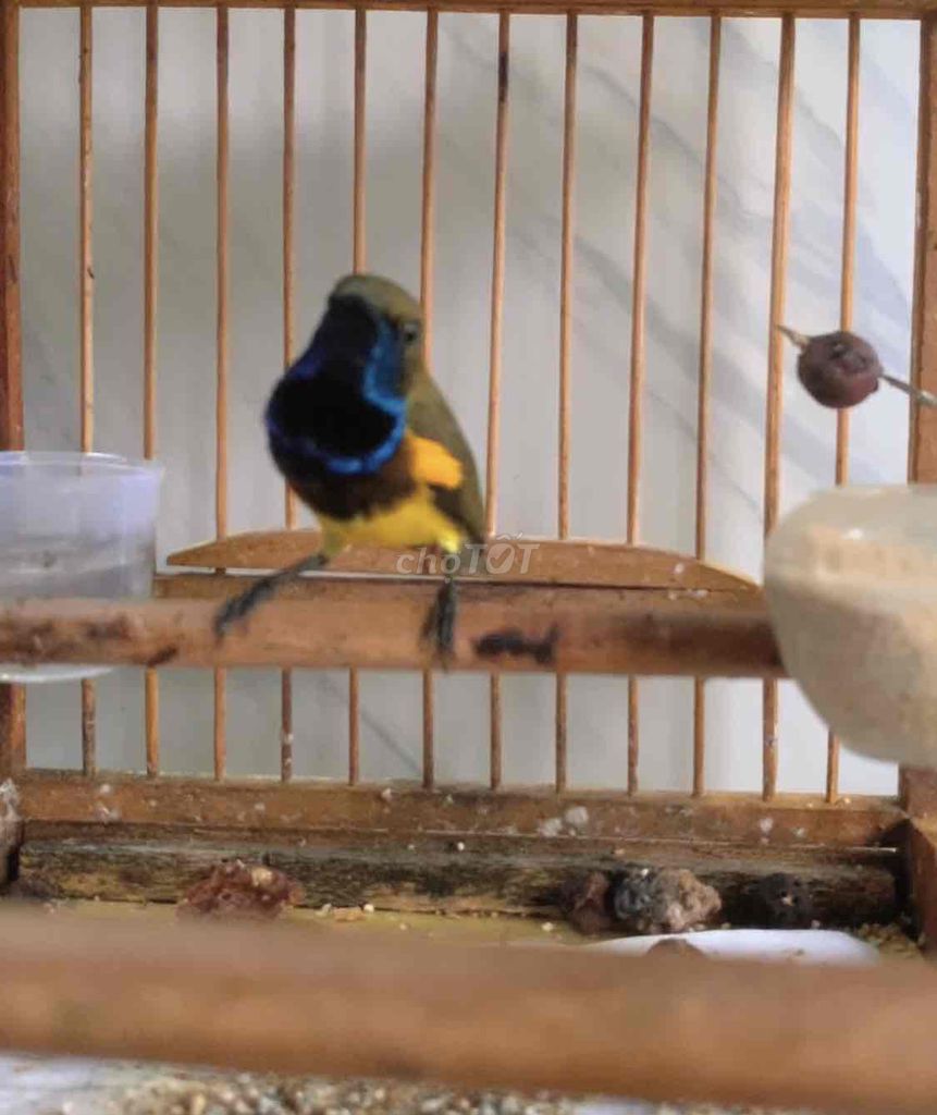 Hút mật 5 màu bụng vàng - chiến binh chém cánh