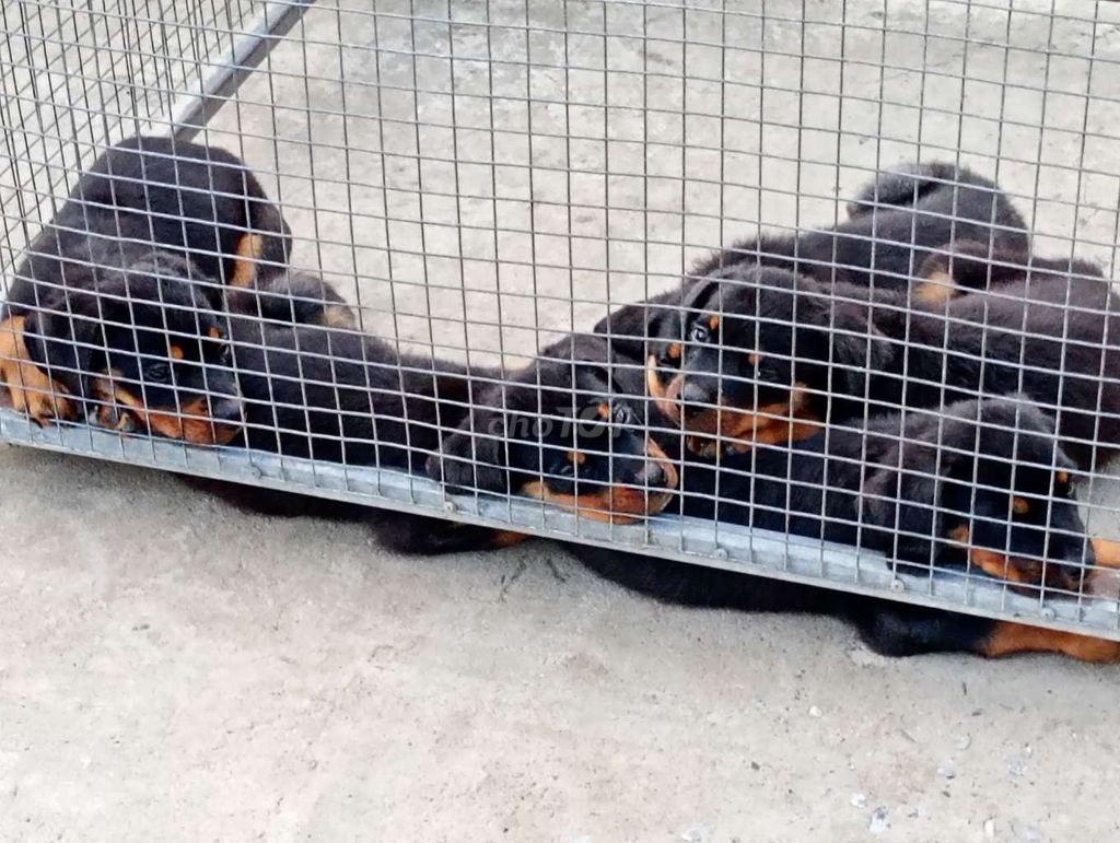 Chó Rottweiler Đen vàng đã chích ngừa. Mua bán Chó tại Huyện Trảng Bàng Tây Ninh được đăng bởi Nhân Rottweiler  hình 1
