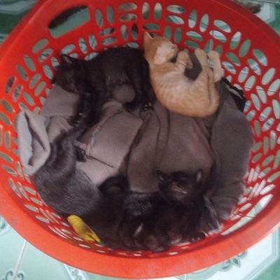 mèoo con. Mua bán Mèo tại Huyện Hóc Môn Tp Hồ Chí Minh được đăng bởi Thuy Le