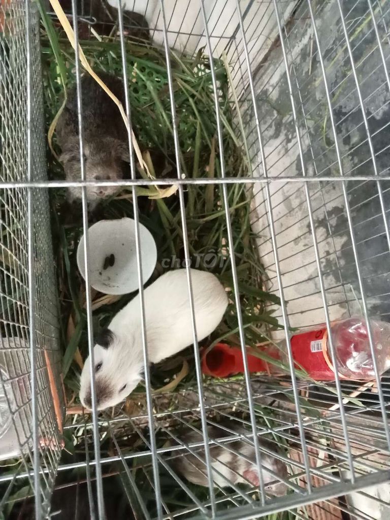 Bọ ú giống nhiều màu. Mua bán Thú cưng khác tại Huyện Chợ Mới An Giang được đăng bởi Ngô Quốc Khánh hình 1