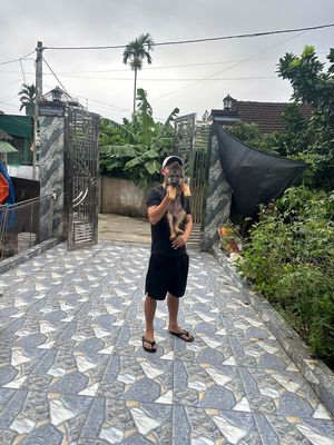 Chó Becgie Đức 70 ngày tuổi đã tiêm