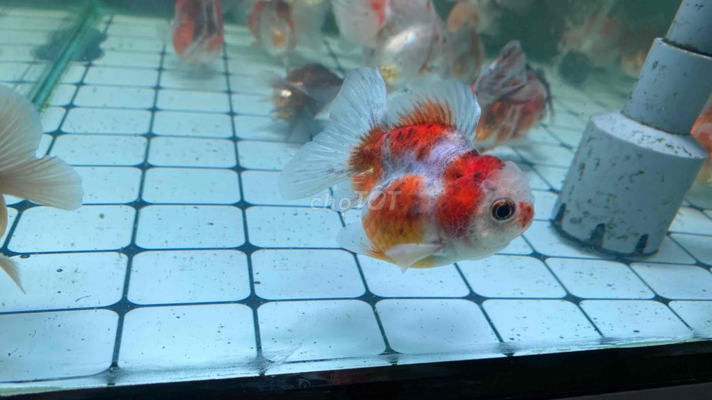 oranda