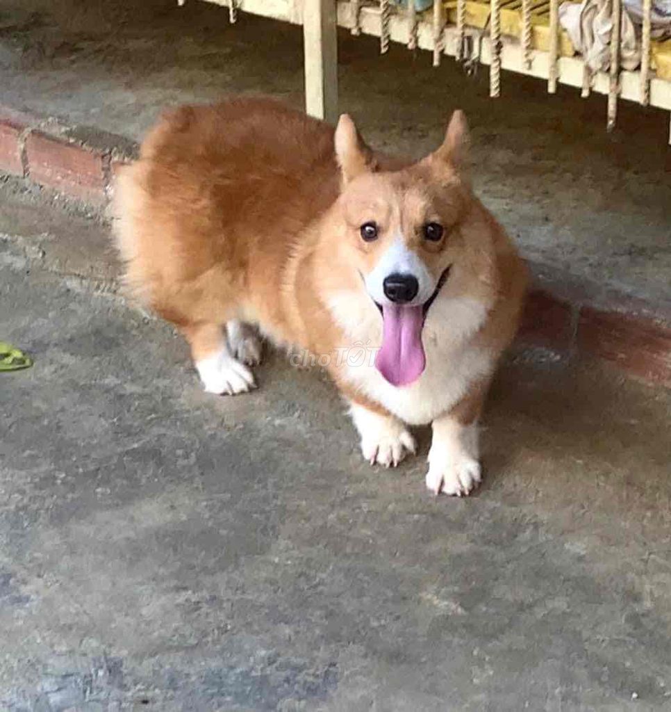 Chó Corgi Vàng trắng. Mua bán Chó tại Thành phố Hà Tĩnh Hà Tĩnh được đăng bởi Thuần Phan văn hình 1