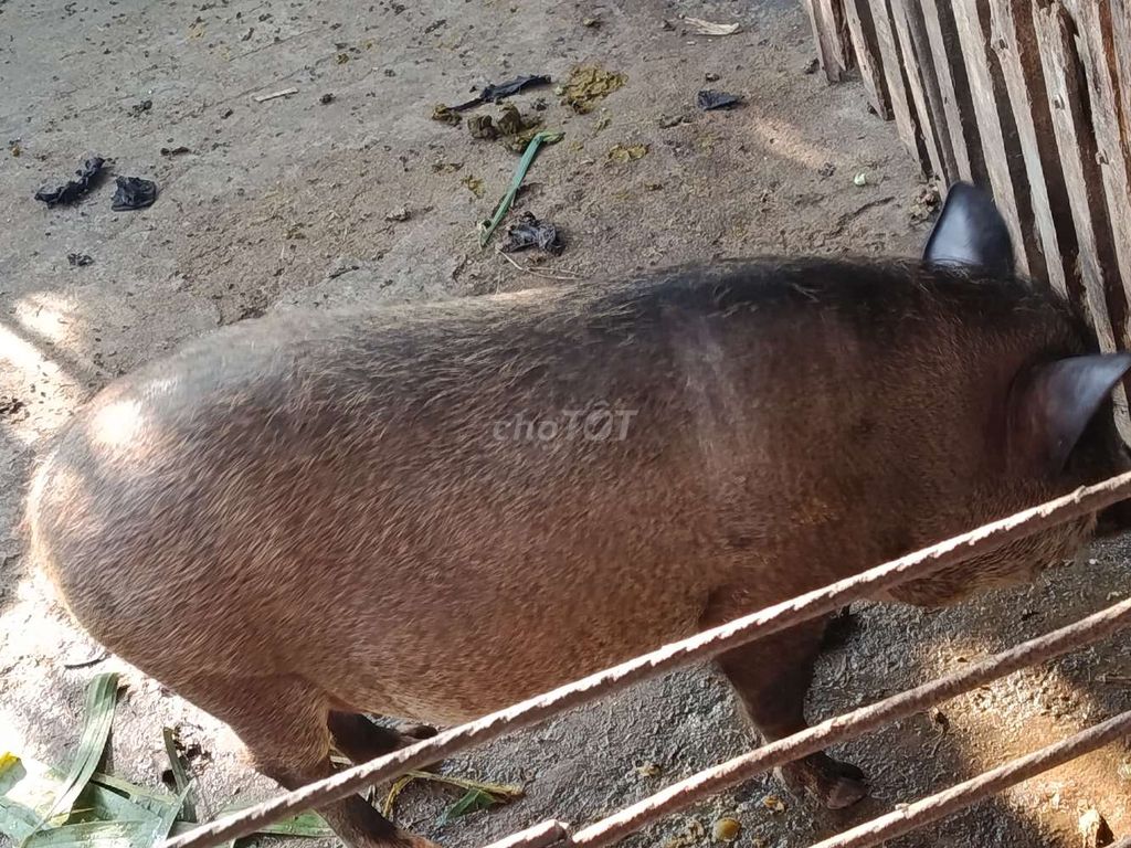 Heo con màu Đen. Mua bán Thú cưng khác tại Thành phố Biên Hòa Đồng Nai được đăng bởi Tuenboss  hình 1