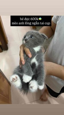 mèo anh công ngắn màu xám xanh tai cụp. Mua bán Mèo tại Huyện Mai Sơn Sơn La được đăng bởi Nguyễn Khánh Huyền
