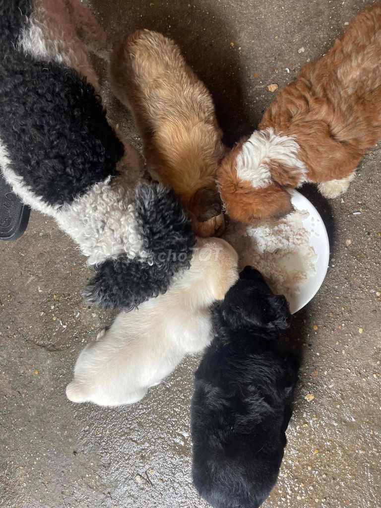 Chó Poodle con Đen, trắng, nâu. Mua bán Chó tại Thị xã Sơn Tây Hà Nội được đăng bởi Kim anh hình 1