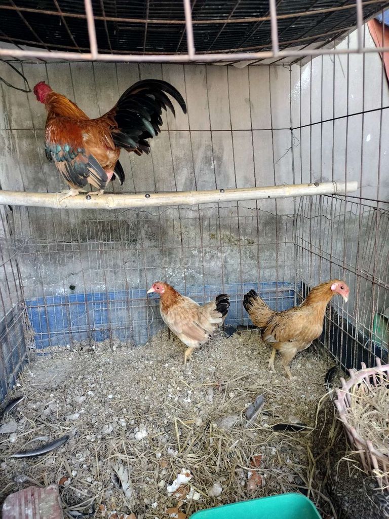 Trứng gà tre 10 quả. Mua bán Gà tại Thị xã Tân Uyên Bình Dương được đăng bởi nguyễn  hình 1