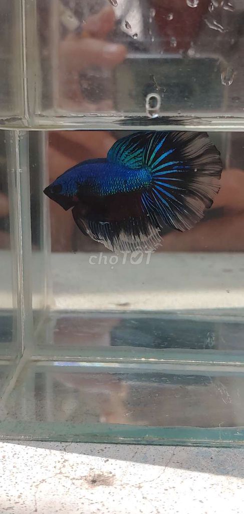 Betta Hm đa sắc